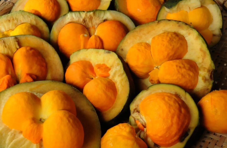 O pequi é um fruto oleaginoso típico do cerrado brasileiro (Foto: Emater/GO)